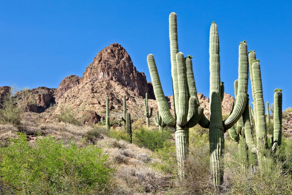 Apache Trail Tour and Lake Cruise: From Phoenix / Scottsdale - Inclusions