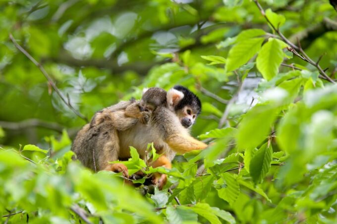 Apeldoorn: Apenheul Zoo Entry Ticket - Visitor Reviews