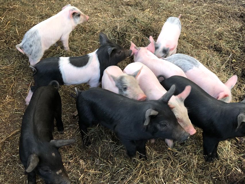Apennines, Castles and Local Flavours - Farm-to-Table Lunch