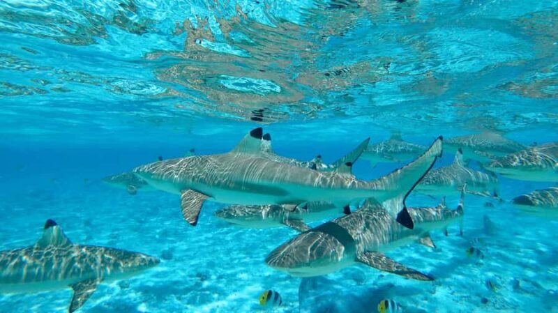 Apetahi day trip around Raiatea on a modern outrigger canoe - Introduction