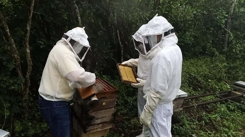 Apiary Tour (Bee tour) also Archeological site and salt Pond - Who Is This Tour Best For?
