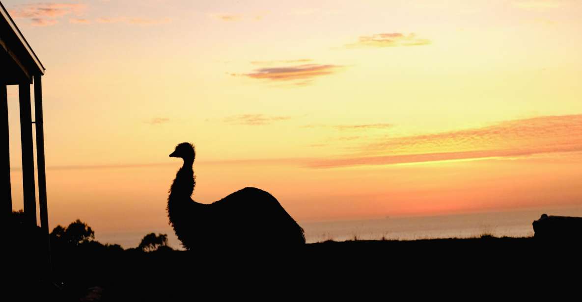 Apollo Bay: Dusk Discovery Great Ocean Road Wildlife Tour - Tour Details