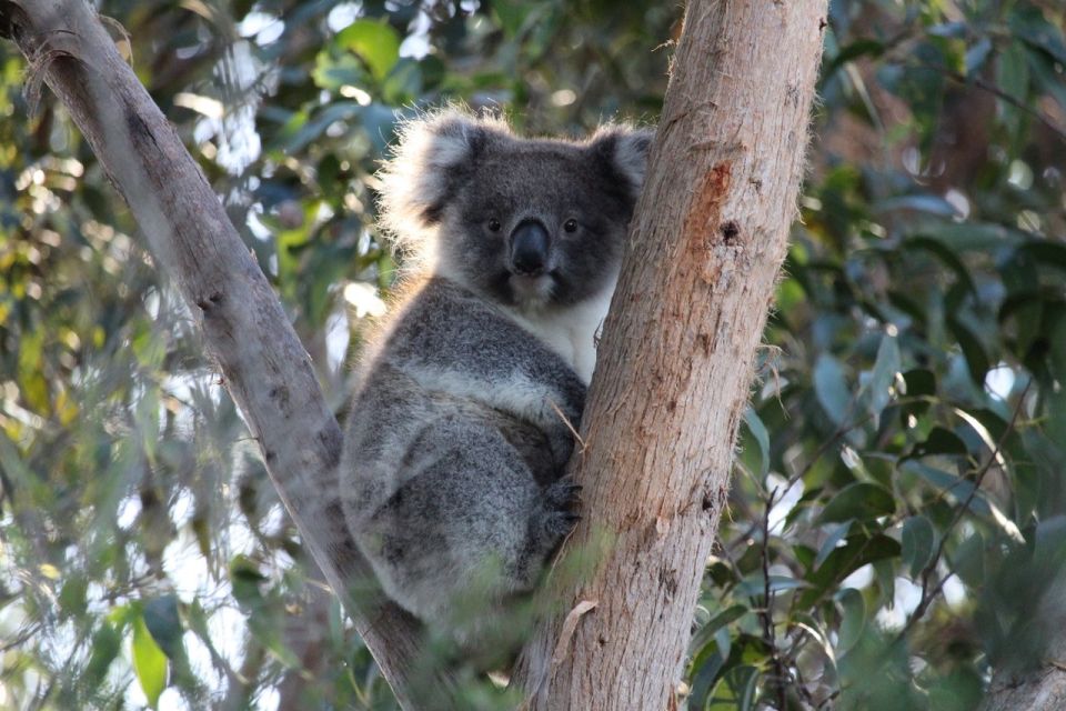 Apollo Bay: Dusk Discovery Great Ocean Road Wildlife Tour - Directions