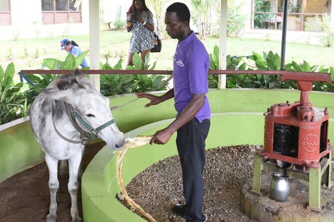 Appleton Estate Rum Factory And YS Falls Inclusive Tours From Montego Bay - What to Expect at YS Falls