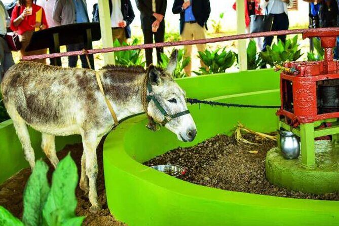 Appleton Estate Rum Factory And YS Falls Inclusive Tours From Montego Bay - The Practical Details