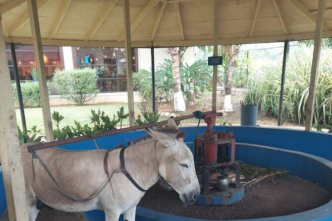 Appleton estate tour - Final Thoughts