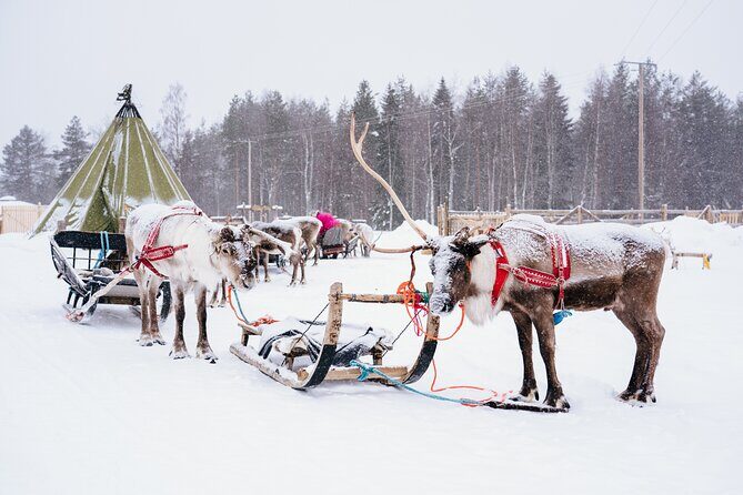 Apukka Reindeer Journey - FAQ