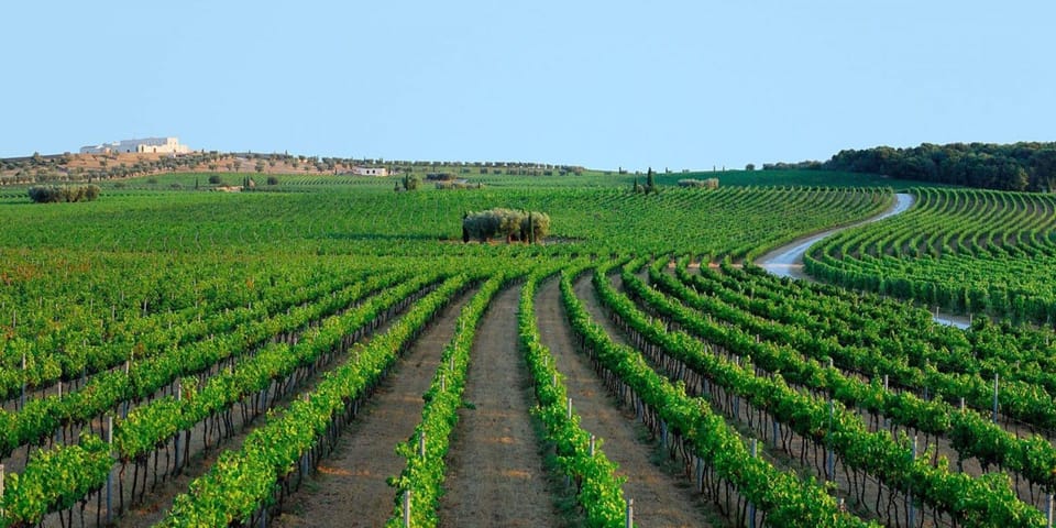 Apulia: Guided Vineyard Tour With Wine Tasting - Tour Overview