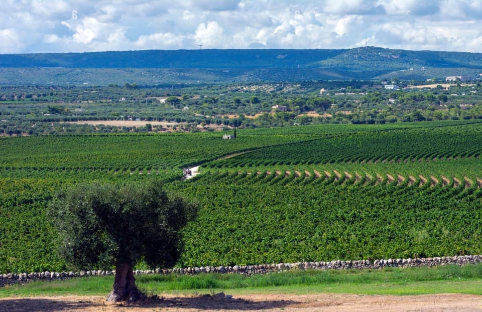 Apulia: Guided Vineyard Tour With Wine Tasting - Exploring the Indigenous Grape Varieties