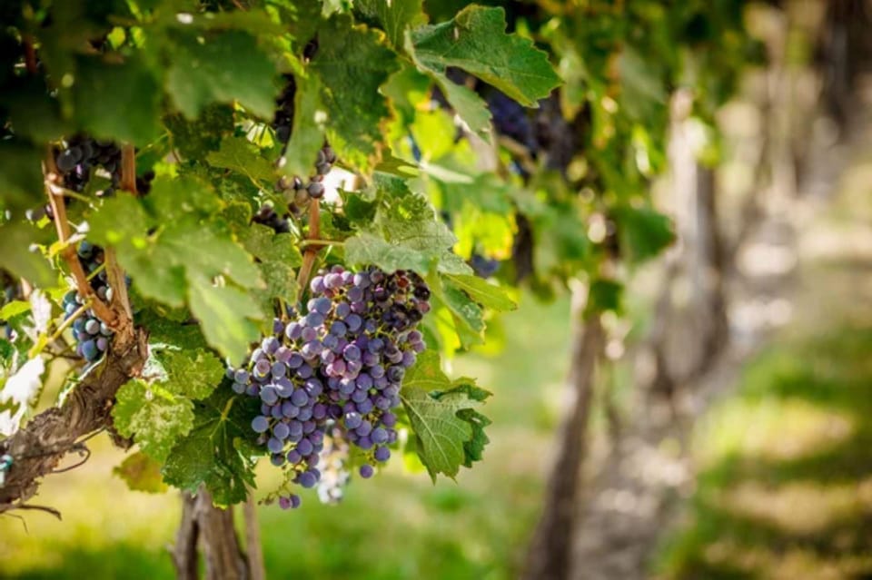 Apulia: Guided Vineyard Tour With Wine Tasting - Eco-Friendly Winery Visit