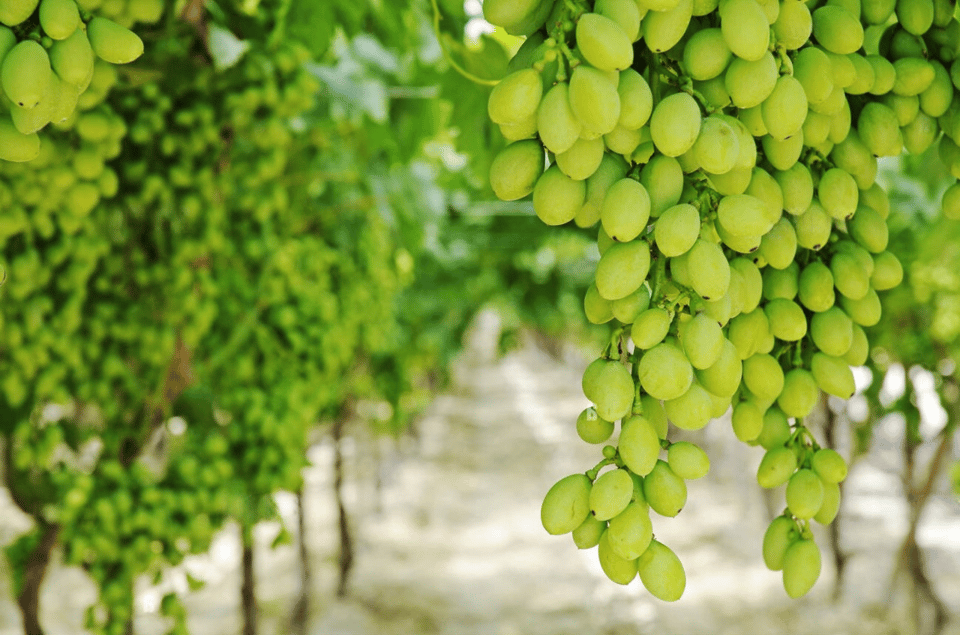 Apulia: Guided Vineyard Tour With Wine Tasting - Indulging in the Wine Tasting Experience