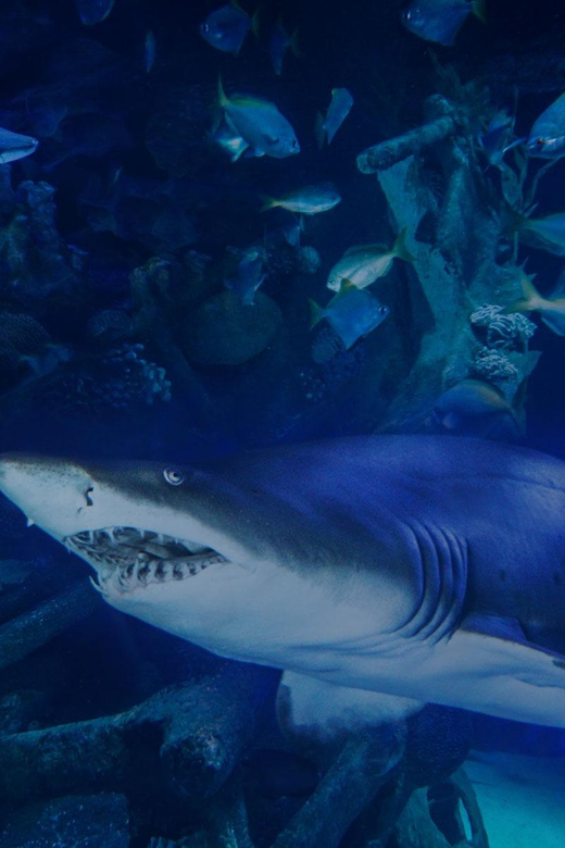 Aquarium KLCC, KL Tower, TRX, and PNB 118 Tour - KL Tower Insights