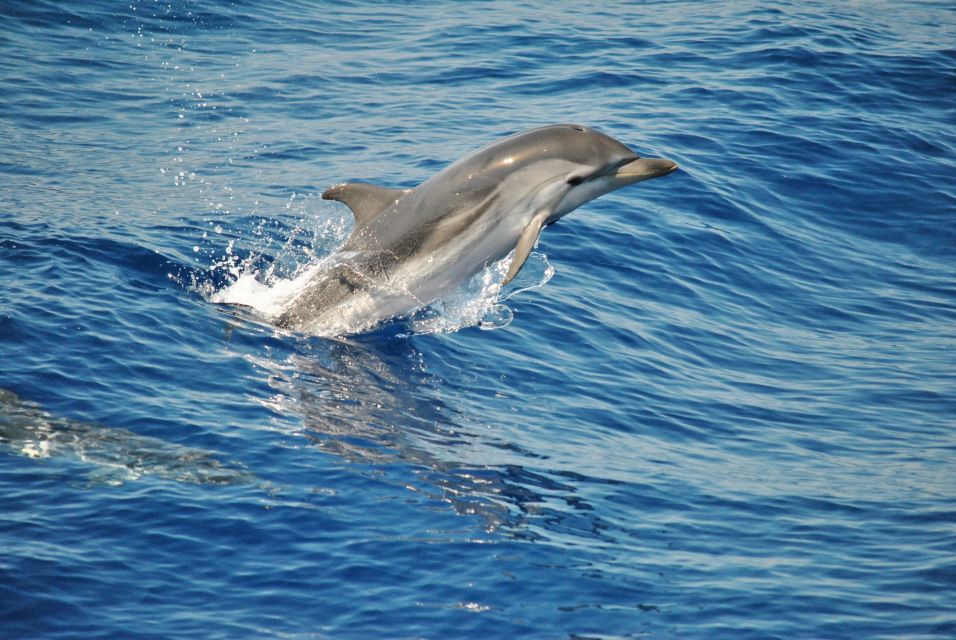 Aquarium of Genoa Ticket and Whale Watching Cruise - Aquarium Features