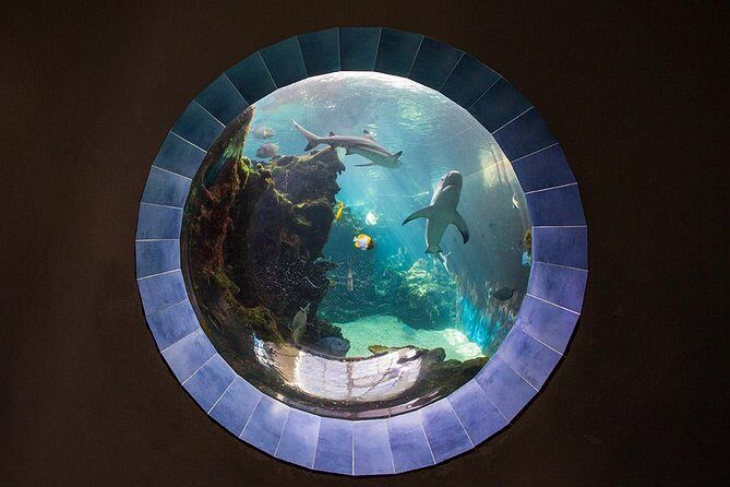 Aquarium Package in Nouméa's with Admission with Hop-on Hop-Off - An In-Depth Look at the Experience