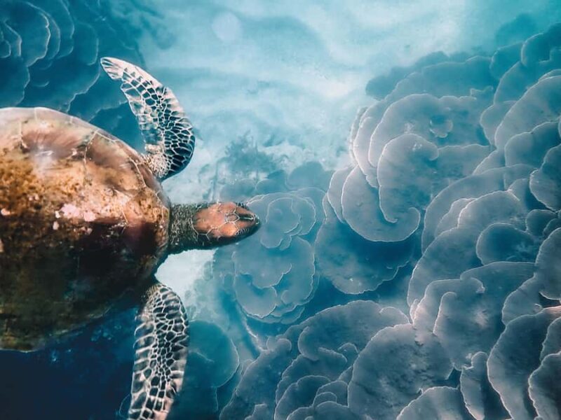 Aquascene Circumnavigation Magnetic Island Tour - Final Thoughts: Is It Worth It?