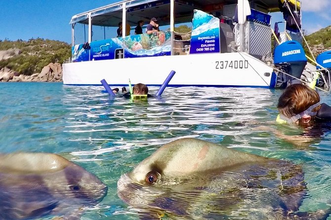 Aquascene Magnetic Island Discovery Tour - Booking Information