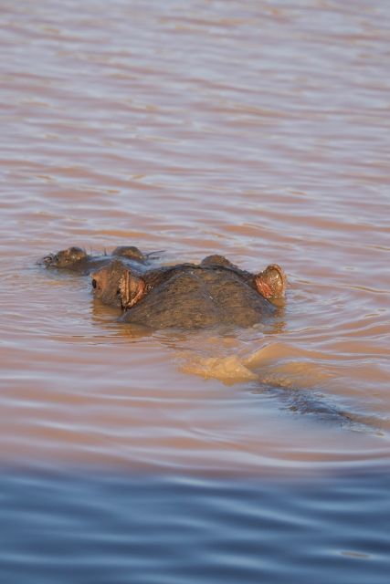 Aquila Game Reserve: Afternoon Safari - Good To Know