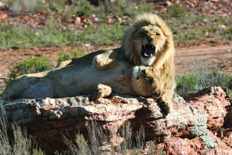 Aquila Reserve: Private Day Tour With Shared Game Drive - Good To Know