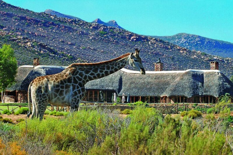 Aquila Reserve: Private Day Tour With Shared Game Drive - Pickup and Transportation