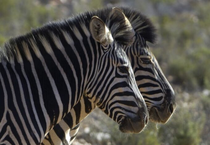Aquila Reserve: Private Day Tour With Shared Game Drive - Important Considerations