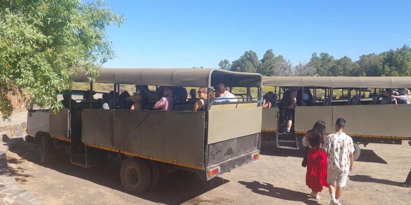 Aquila Safari, Entry Tickets & Transport From Cape Town Incl - Booking and Availability