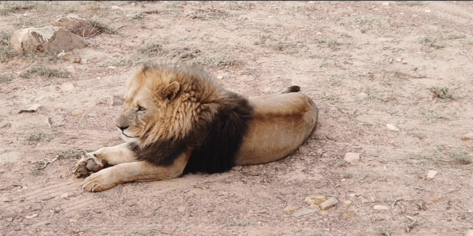 Aquila Safari, Entry Tickets & Transport From Cape Town Incl - What to Expect on the Tour