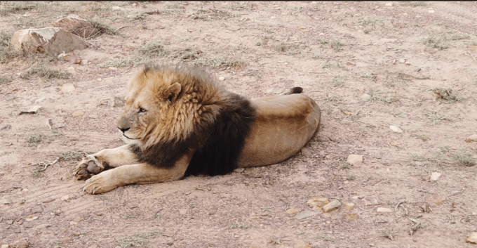 Aquila Safari, Entry Tickets & Transport From Cape Town Incl - The Sum Up