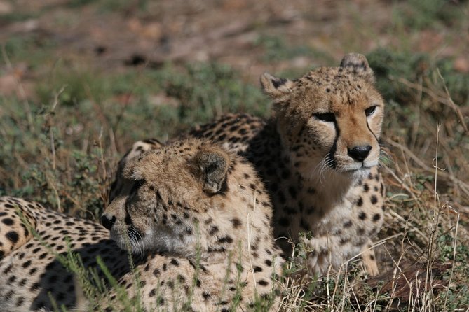 Aquila Safari Game Drive, Lunch & Shared Transfers From Cape Town - Experience the Safari Adventure
