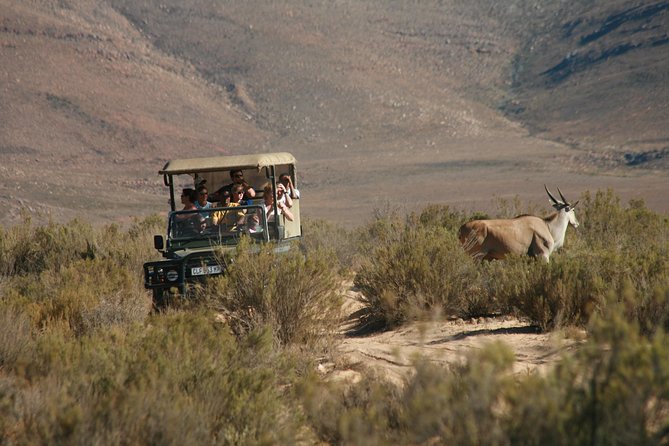 Aquila Safari Private Game Reserve Early Morning Game Drive - Booking Your Adventure