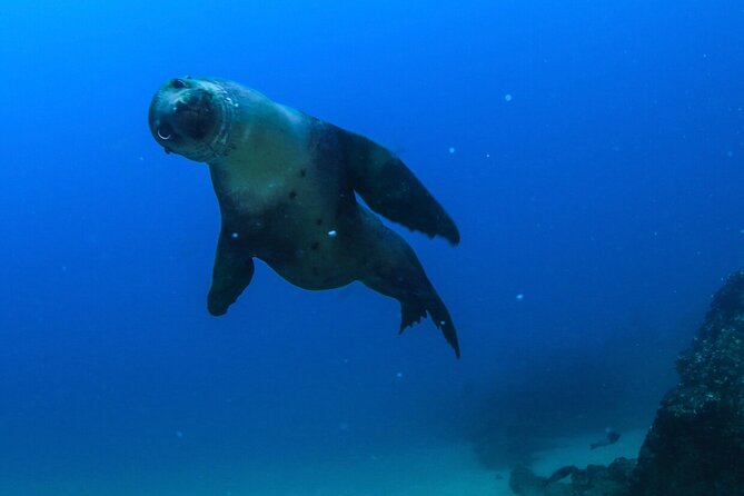 Arch Boat Tour and Snorkeling at Pelican Rock - Exploring Cabos Iconic Arch