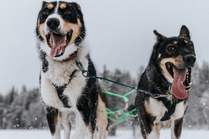 Arctic Animals Adventure with Lunch Buffet - The Sum Up: Who Will Love This Tour?