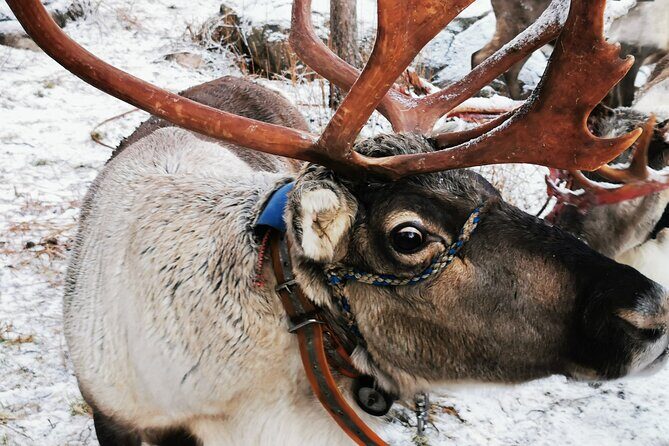 Arctic Animals Adventure with Lunch Buffet - FAQ