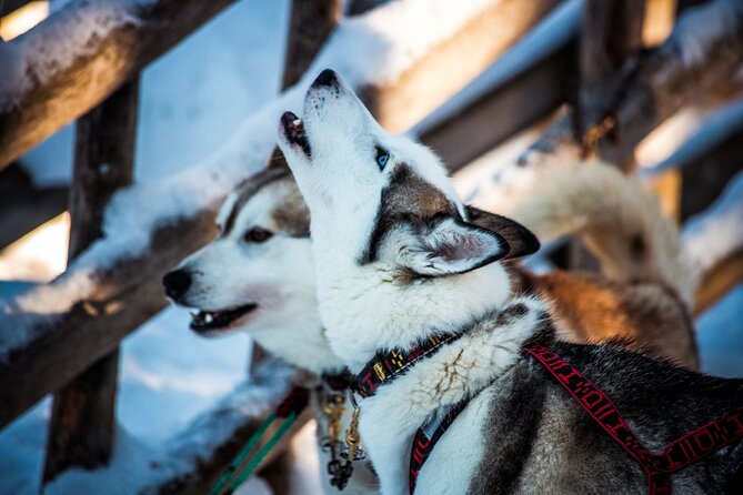 Arctic Animals Combo Safari, Reindeer and Husky Adventure - Husky Park Experience