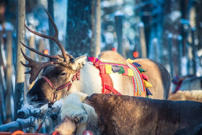 Arctic Animals Combo Safari, Reindeer and Husky Adventure - Tour Inclusions