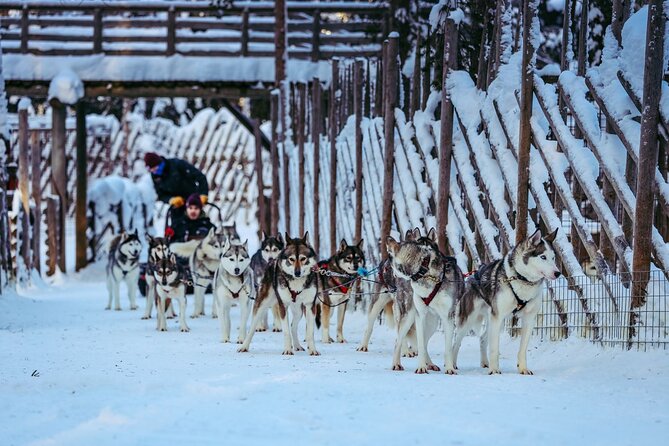Arctic Animals Combo Safari, Reindeer and Husky Adventure - Pricing and Booking