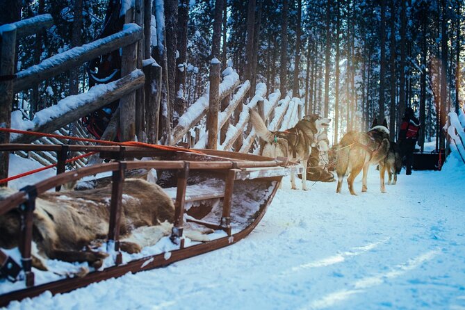 Arctic Animals Combo Safari, Reindeer and Husky Adventure - Traveler Reviews