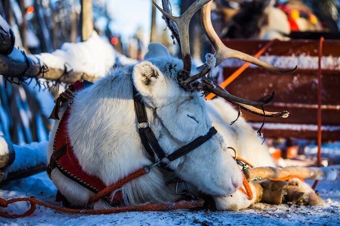 Arctic Animals Combo Safari, Reindeer and Husky Adventure - Convenient Transportation