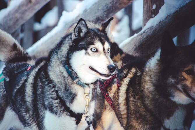 Arctic Animals Combo Safari, Reindeer and Husky Adventure - Accessibility and Recommendations