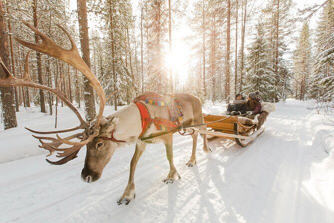 Arctic Huskies and Reindeers Fun in Rovaniemi - The Value of the Tour