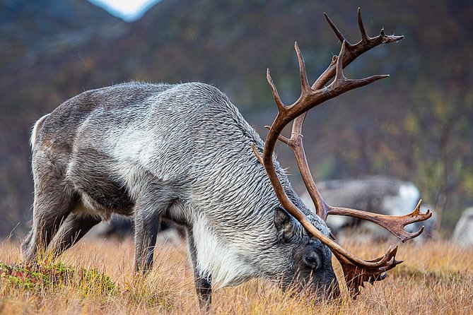 Arctic Nature Tour From Tromsø by Minibus - Cancellation Policy