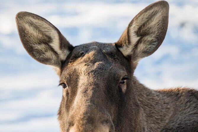 Arctic Polar Bear Adventure Afternoon Trip - FAQ