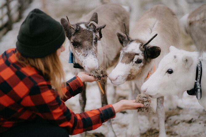 Arctic Reindeer Farm Experience with Snowshoeing in the Wild - Key Points