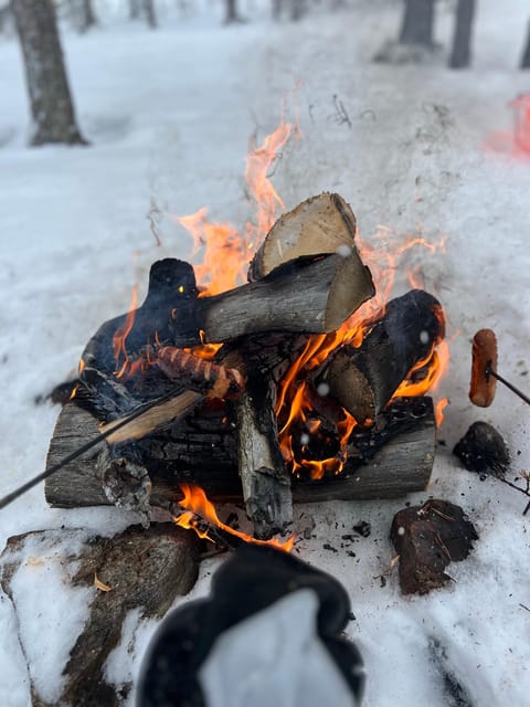 Arctic Reindeer Farm Experience with Snowshoeing in the Wild - Key Points