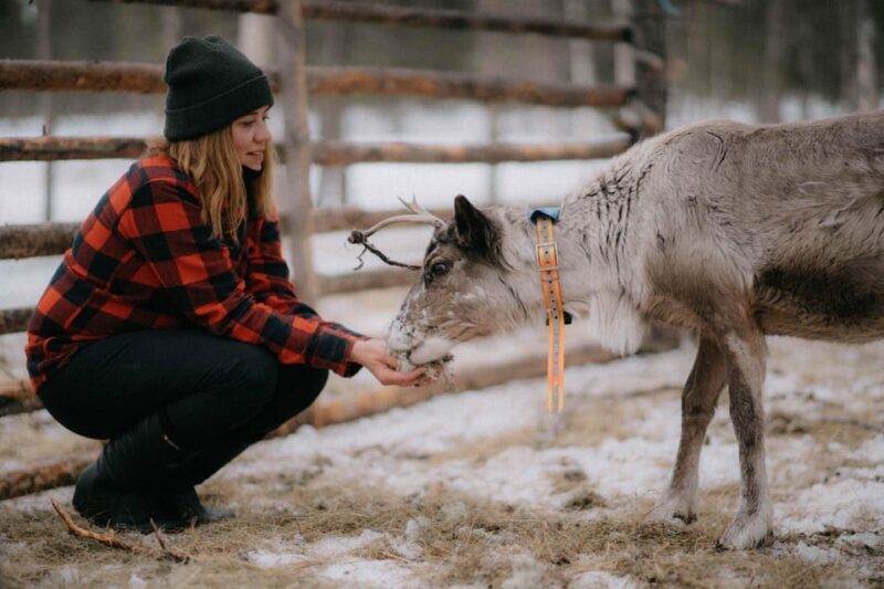 Arctic Reindeer Farm Experience with Snowshoeing in the Wild - Introduction: Why This Tour Might Be Your Arctic Highlight