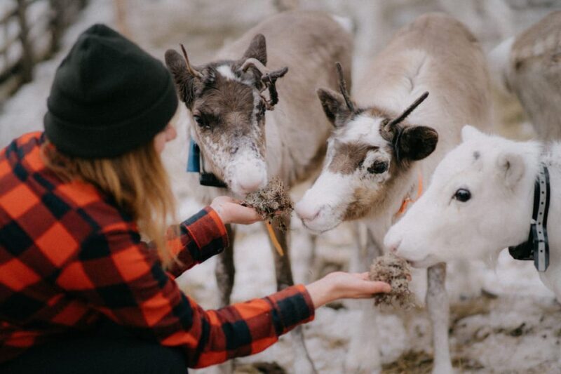 Arctic Reindeer Farm Experience with Snowshoeing in the Wild - The Sum Up: Who Should Consider This Experience?