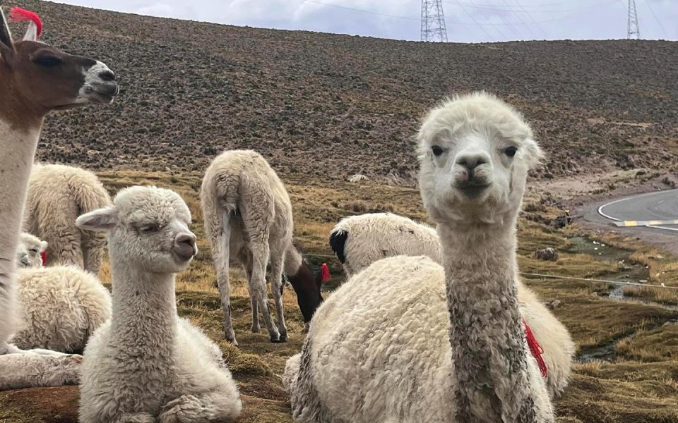 Arequipa: Full Day in Colca Canyon With Breakfast and Lunch - Wildlife Observations