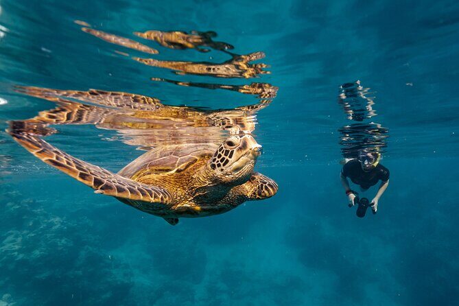 Ariki Adventures: Premium Sea Scooter Turtle Adventure - An In-Depth Look at the Tour