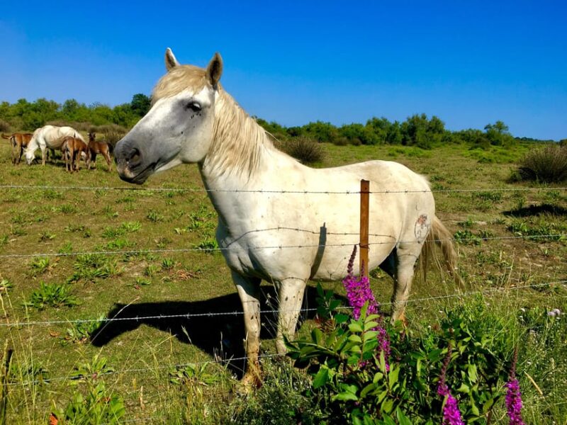Arles & Camargue Natural Park (including Aigues Mortes) - Taking in the Camargue Regional Natural Park