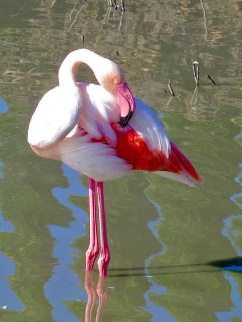 Arles & Camargue Natural Park (including Aigues Mortes) - Observing Wildlife in the Camargue