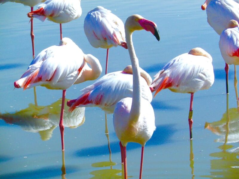 Arles & Camargue Natural Park (including Aigues Mortes) - Practical Information and Booking Details